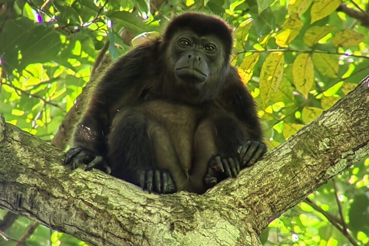 Visite guidée du Parc National Manuel Antonio, Costa Rica, observation de la faune et profitez de la plage, photo 18 | wizardtrip