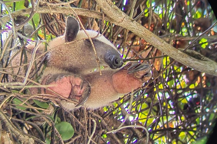 Visite guidée du Parc National Manuel Antonio, Costa Rica, observation de la faune et profitez de la plage, photo 19 | wizardtrip