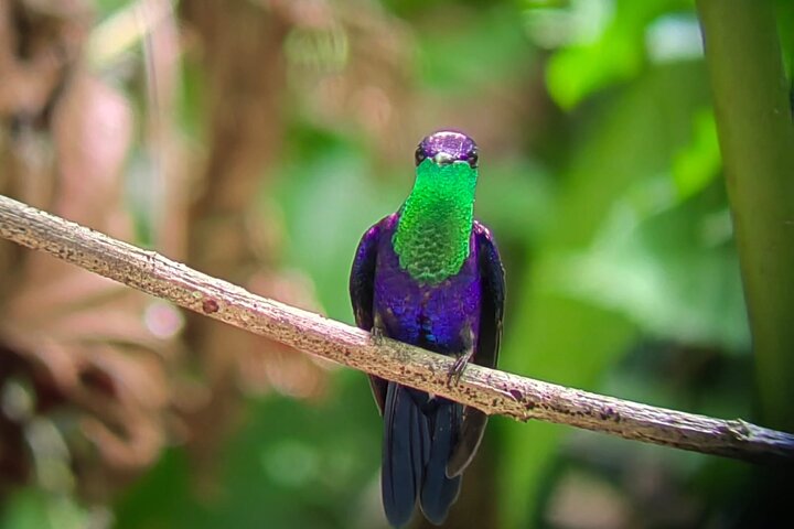 Visite guidée du Parc National Manuel Antonio, Costa Rica, observation de la faune et profitez de la plage, photo 20 | wizardtrip