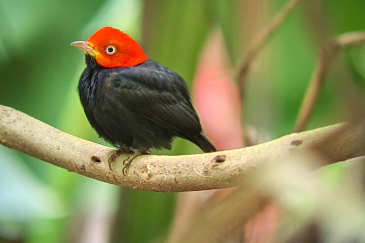 Visite guidée du Parc National Manuel Antonio, Costa Rica, observation de la faune et profitez de la plage, photo 21 | wizardtrip