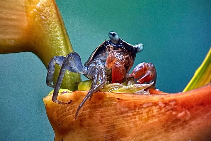 Visite guidée du Parc National Manuel Antonio, Costa Rica, observation de la faune et profitez de la plage, photo 22 | wizardtrip