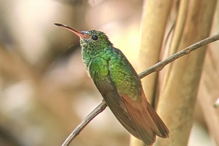 Visite guidée du Parc National Manuel Antonio, Costa Rica, observation de la faune et profitez de la plage, photo 24 | wizardtrip