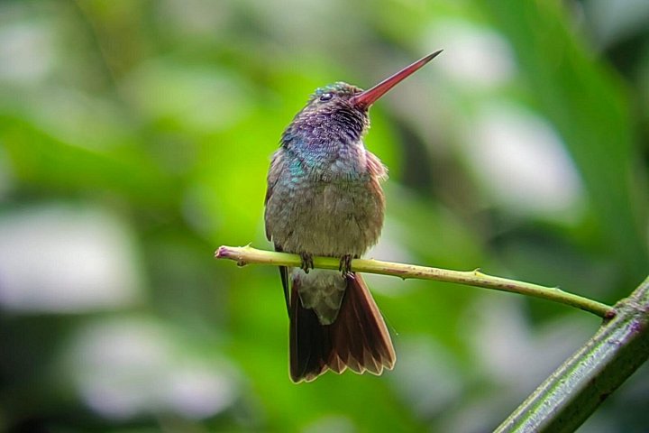 Visite guidée du Parc National Manuel Antonio, Costa Rica, observation de la faune et profitez de la plage, photo 25 | wizardtrip
