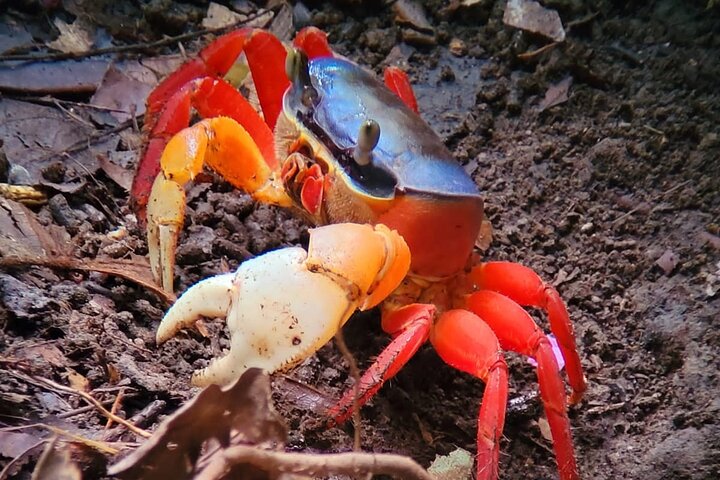 Visite guidée du Parc National Manuel Antonio, Costa Rica, observation de la faune et profitez de la plage, photo 26 | wizardtrip