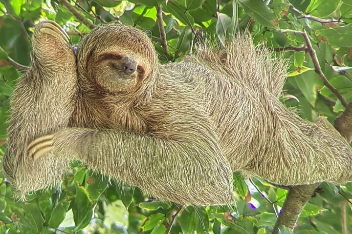 Visite guidée du Parc National Manuel Antonio, Costa Rica, observation de la faune et profitez de la plage, photo 27 | wizardtrip