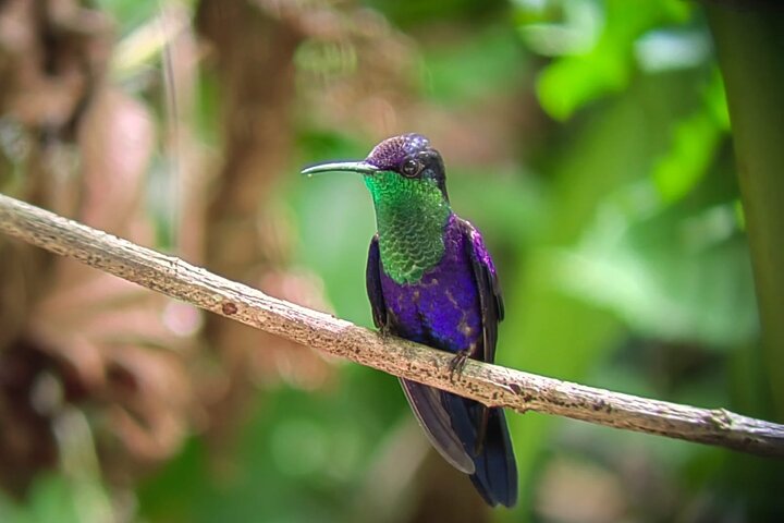 Visite guidée du Parc National Manuel Antonio, Costa Rica, observation de la faune et profitez de la plage, photo 28 | wizardtrip