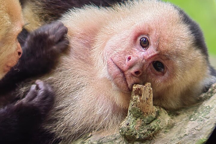 Visite guidée du Parc National Manuel Antonio, Costa Rica, observation de la faune et profitez de la plage, photo 29 | wizardtrip