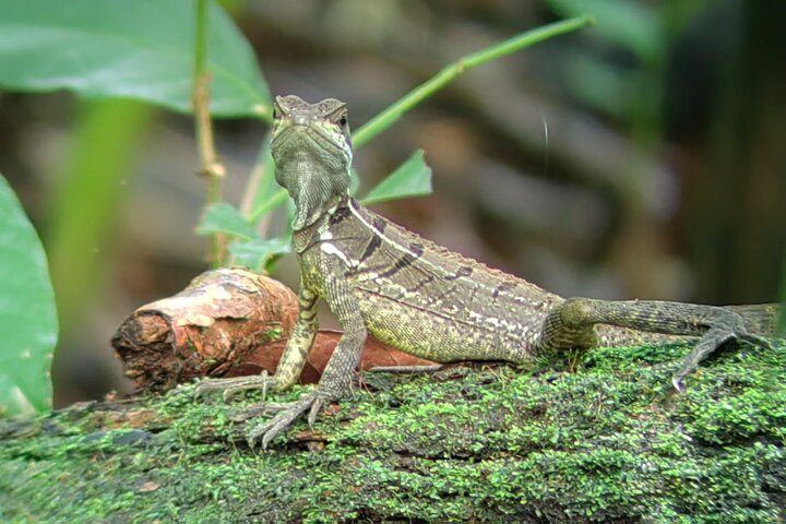 Visite guidée du Parc National Manuel Antonio, Costa Rica, observation de la faune et profitez de la plage, photo 31 | wizardtrip