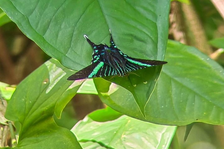 Visite guidée du Parc National Manuel Antonio, Costa Rica, observation de la faune et profitez de la plage, photo 32 | wizardtrip