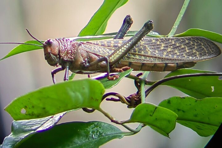 Visite guidée du Parc National Manuel Antonio, Costa Rica, observation de la faune et profitez de la plage, photo 35 | wizardtrip
