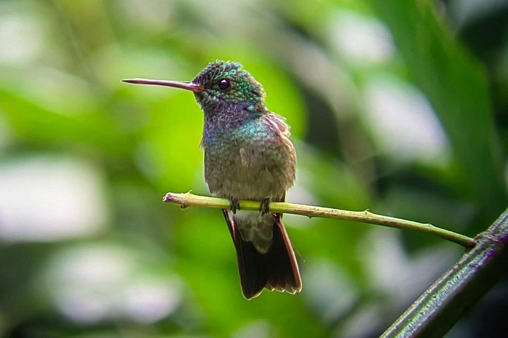 Visite guidée du Parc National Manuel Antonio, Costa Rica, observation de la faune et profitez de la plage, photo 37 | wizardtrip