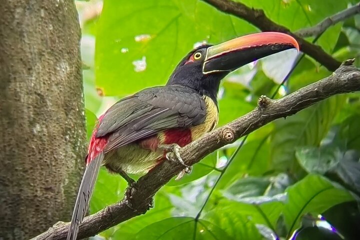 Visite guidée du Parc National Manuel Antonio, Costa Rica, observation de la faune et profitez de la plage, photo 40 | wizardtrip