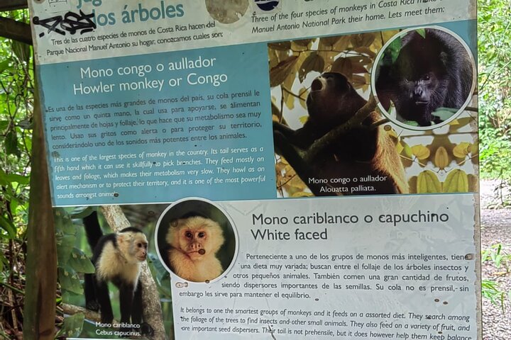 Visite guidée du Parc National Manuel Antonio, Costa Rica, observation de la faune et profitez de la plage, photo 42 | wizardtrip