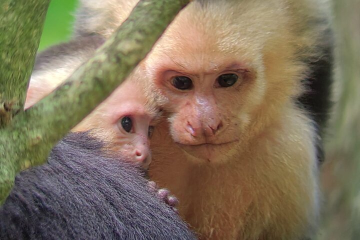 Visite guidée du Parc National Manuel Antonio, Costa Rica, observation de la faune et profitez de la plage, photo 43 | wizardtrip