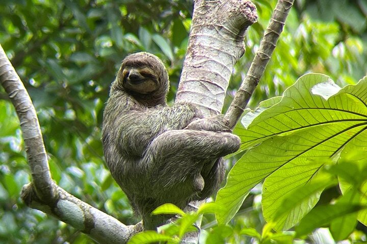 Visite guidée du Parc National Manuel Antonio, Costa Rica, observation de la faune et profitez de la plage, photo 44 | wizardtrip