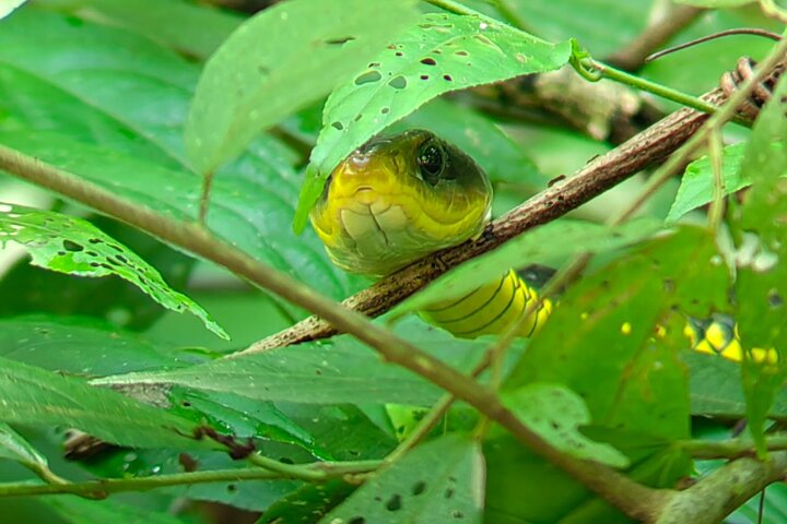 Visite guidée du Parc National Manuel Antonio, Costa Rica, observation de la faune et profitez de la plage, photo 45 | wizardtrip