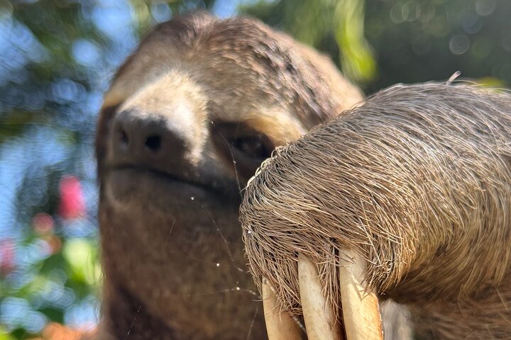 Visite guidée du Parc National Manuel Antonio, Costa Rica, observation de la faune et profitez de la plage, photo 47 | wizardtrip