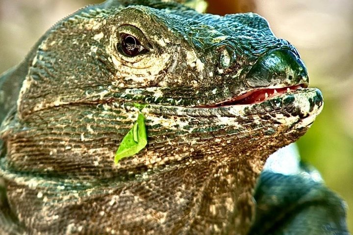 Visite guidée du Parc National Manuel Antonio, Costa Rica, observation de la faune et profitez de la plage, photo 49 | wizardtrip
