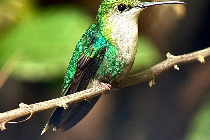 Visite guidée du Parc National Manuel Antonio, Costa Rica, observation de la faune et profitez de la plage, photo 50 | wizardtrip