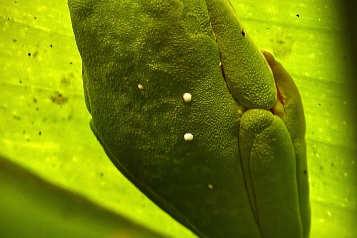 Visite guidée du Parc National Manuel Antonio, Costa Rica, observation de la faune et profitez de la plage, photo 51 | wizardtrip
