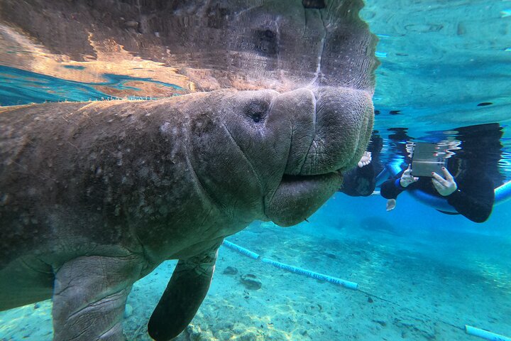 Manatee Snorkeltour in Kleine Groep met Fotograaf in het Water | wizardtrip