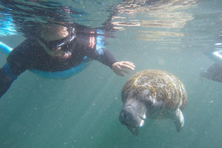 Tour de snorkel en grupo reducido con manatíes en Crystal River, Florida, foto 6 | wizardtrip