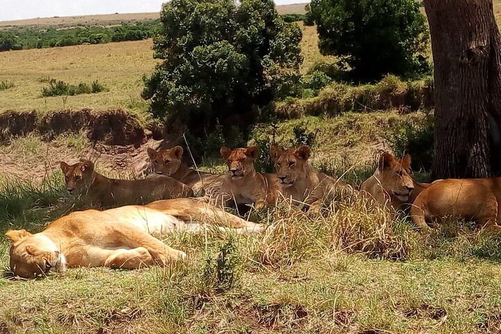Nairobi National Park half-day tour featuring wildlife viewing and city skyline, photo 6 | wizardtrip