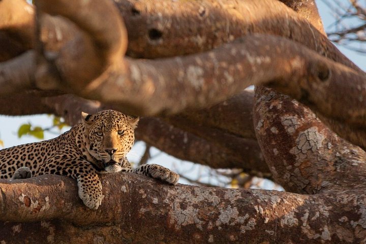 Nairobi National Park half-day tour featuring wildlife viewing and city skyline, photo 13 | wizardtrip