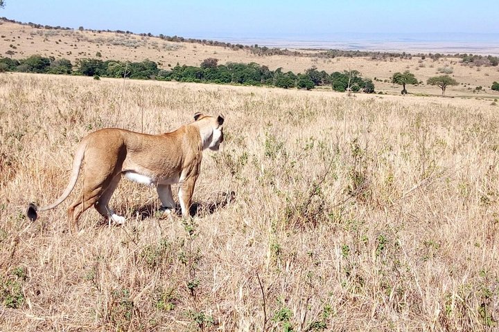 Nairobi National Park half-day tour featuring wildlife viewing and city skyline, photo 14 | wizardtrip