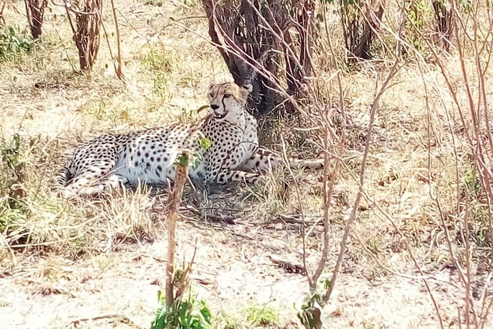 Nairobi National Park half-day tour featuring wildlife viewing and city skyline, photo 15 | wizardtrip
