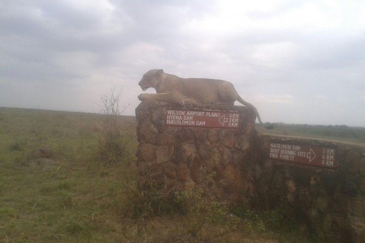 Nairobi National Park half-day tour featuring wildlife viewing and city skyline, photo 16 | wizardtrip