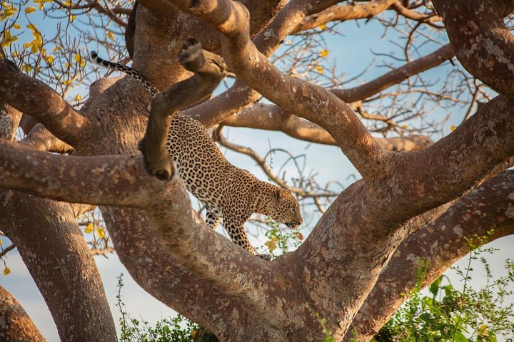 Nairobi National Park half-day tour featuring wildlife viewing and city skyline, photo 18 | wizardtrip