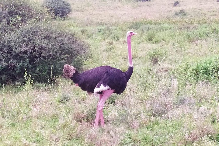 Nairobi National Park half-day tour featuring wildlife viewing and city skyline, photo 19 | wizardtrip