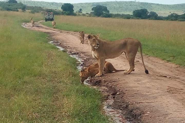 Nairobi National Park half-day tour featuring wildlife viewing and city skyline, photo 20 | wizardtrip