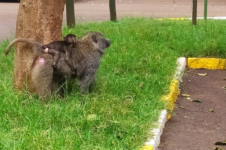 Nairobi National Park half-day tour featuring wildlife viewing and city skyline, photo 21 | wizardtrip