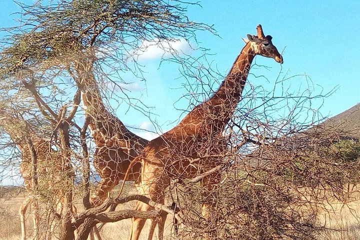 Nairobi National Park half-day tour featuring wildlife viewing and city skyline, photo 23 | wizardtrip