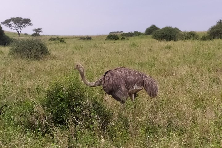 Nairobi National Park half-day tour featuring wildlife viewing and city skyline, photo 24 | wizardtrip