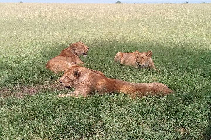 Nairobi National Park half-day tour featuring wildlife viewing and city skyline, photo 29 | wizardtrip