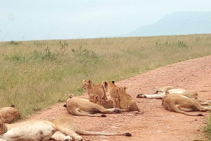 Safari i Nairobi nasjonalpark med dyreliv og bysilhuettutsikt, foto 8 | wizardtrip