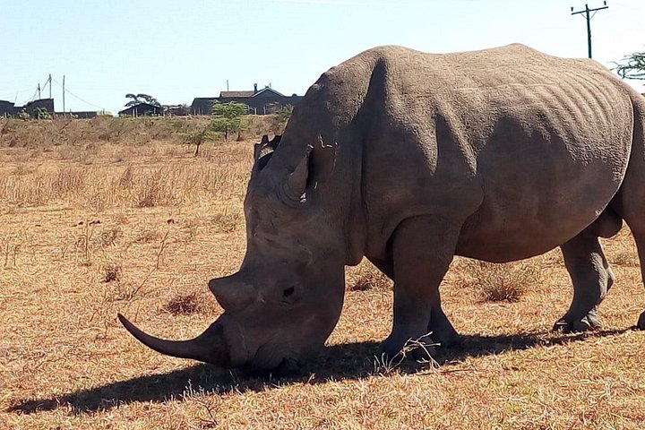 Safari i Nairobi nasjonalpark med dyreliv og bysilhuettutsikt, foto 13 | wizardtrip