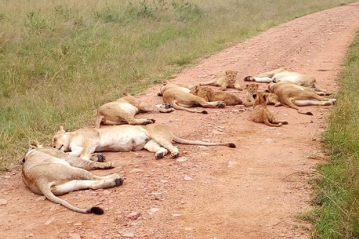 Safari i Nairobi nasjonalpark med dyreliv og bysilhuettutsikt, foto 15 | wizardtrip