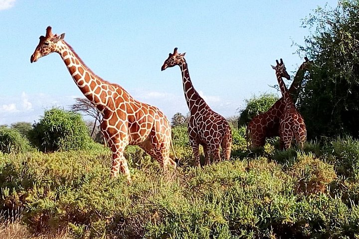 Safari i Nairobi nasjonalpark med dyreliv og bysilhuettutsikt, foto 16 | wizardtrip