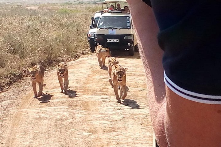 Safari i Nairobi nasjonalpark med dyreliv og bysilhuettutsikt, foto 17 | wizardtrip
