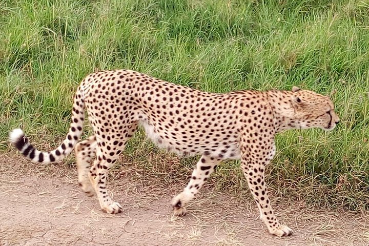 Safari i Nairobi nasjonalpark med dyreliv og bysilhuettutsikt, foto 20 | wizardtrip
