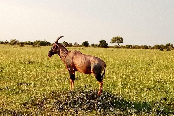 Safari i Nairobi nasjonalpark med dyreliv og bysilhuettutsikt, foto 21 | wizardtrip