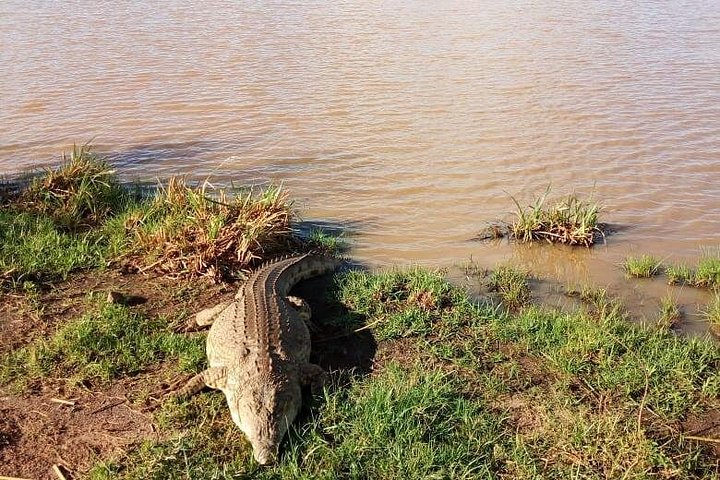 Safari i Nairobi nasjonalpark med dyreliv og bysilhuettutsikt, foto 22 | wizardtrip