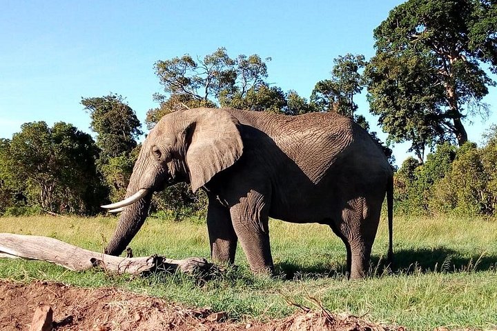Safari i Nairobi nasjonalpark med dyreliv og bysilhuettutsikt, foto 23 | wizardtrip