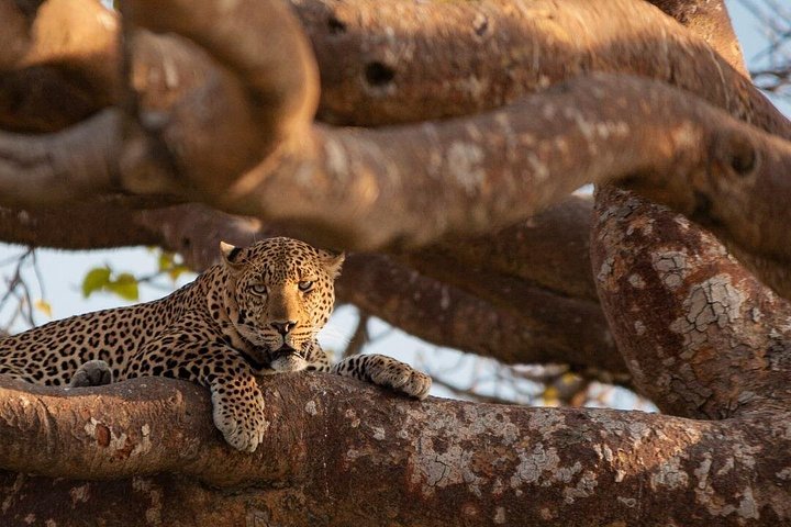 Safari i Nairobi nasjonalpark med dyreliv og bysilhuettutsikt, foto 25 | wizardtrip
