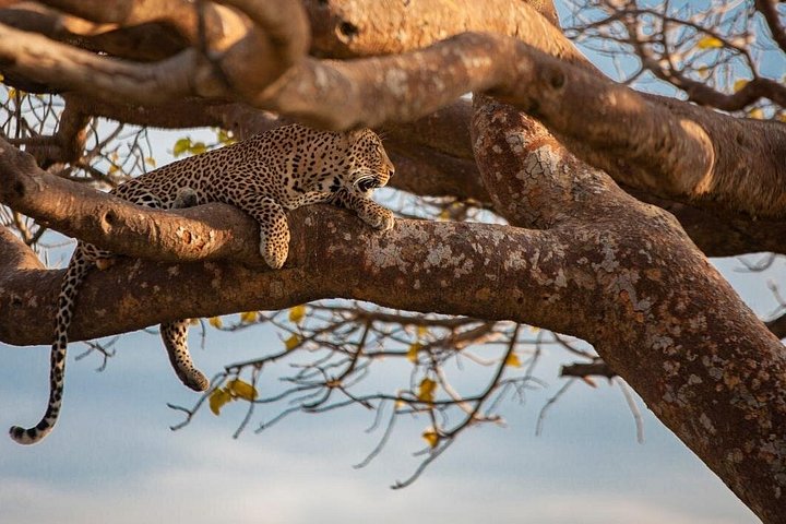 Safari i Nairobi nasjonalpark med dyreliv og bysilhuettutsikt, foto 26 | wizardtrip