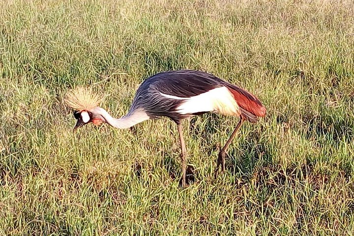Safari i Nairobi nasjonalpark med dyreliv og bysilhuettutsikt, foto 27 | wizardtrip